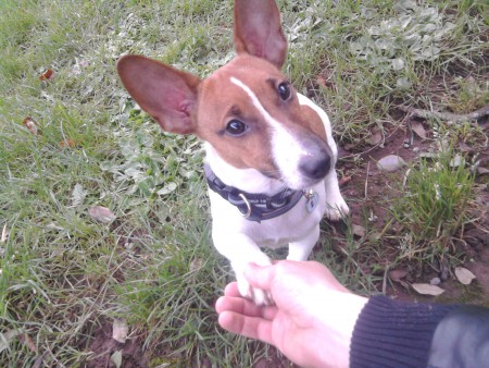 Výcvik psa za 3 dni